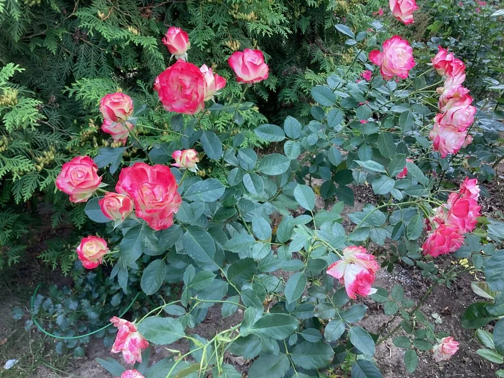 Флора