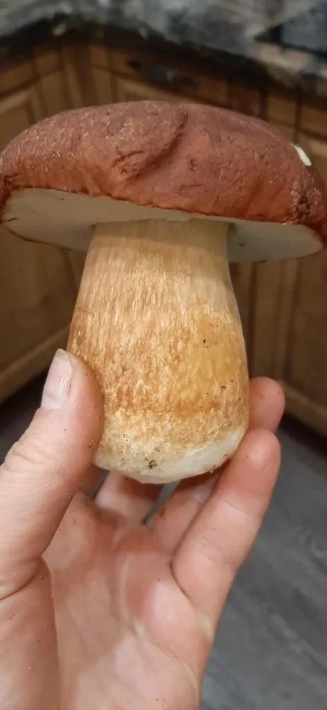 По грибы с лукошком
