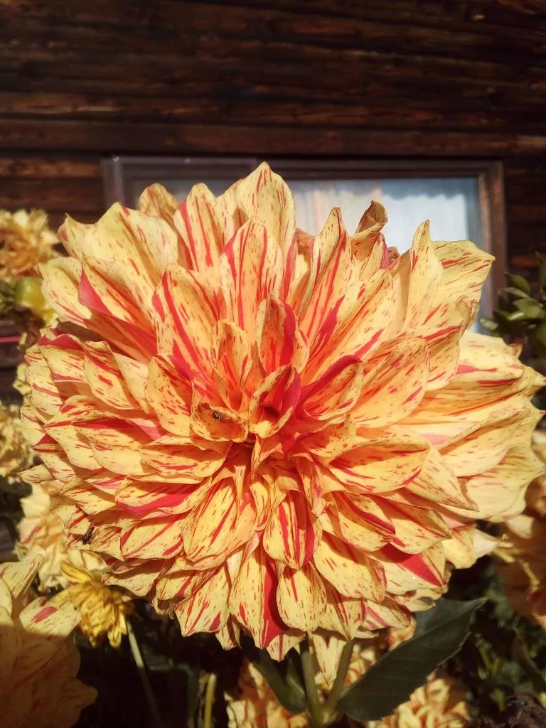 Tapтaлeтки & Ко