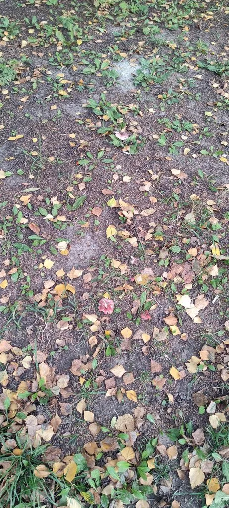 По грибы с лукошком