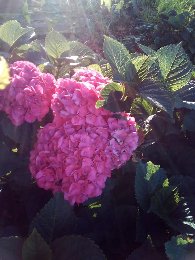 Чайная беседка