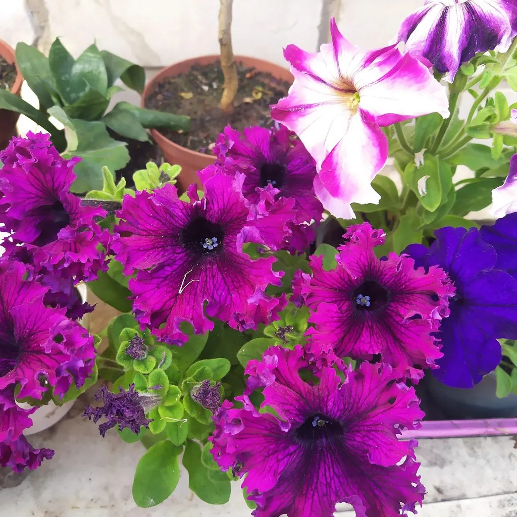 Чайная беседка