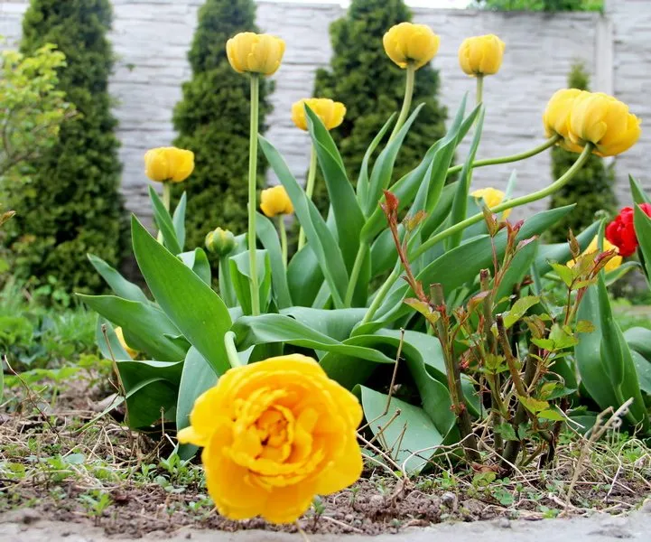 Чайная беседка