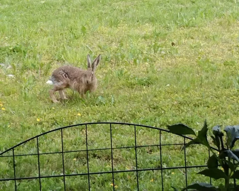 Чайная беседка