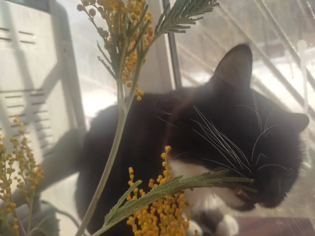 Чайная беседка