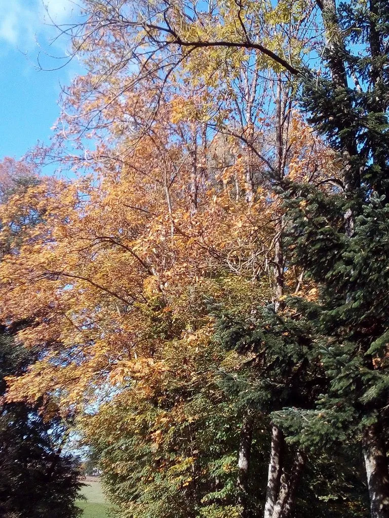 Чайная беседка