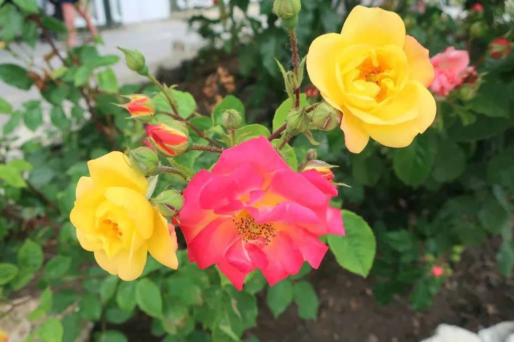 Чайная беседка