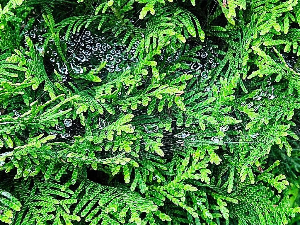 Чайная беседка