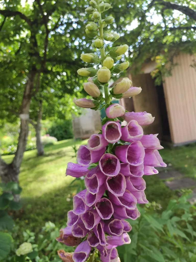 Кафе «У пани Сони»
