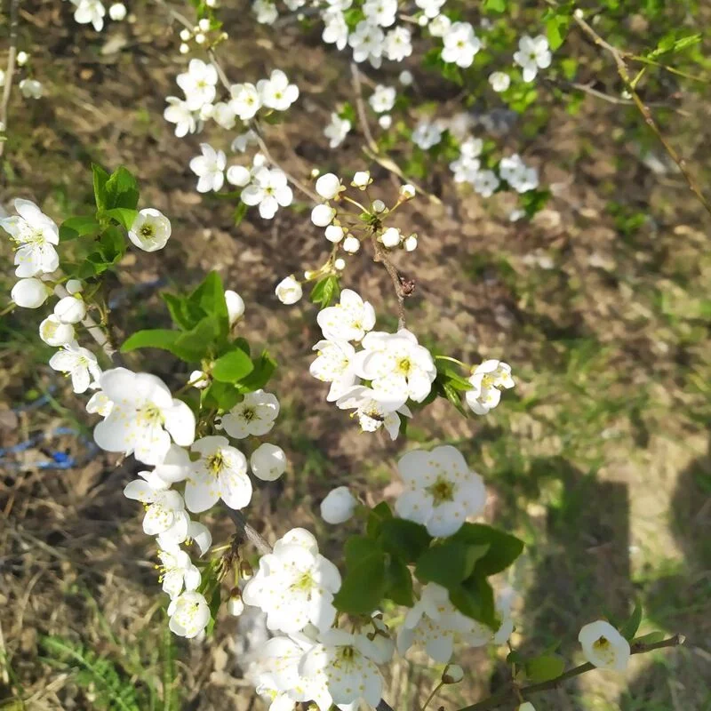 Чайная беседка