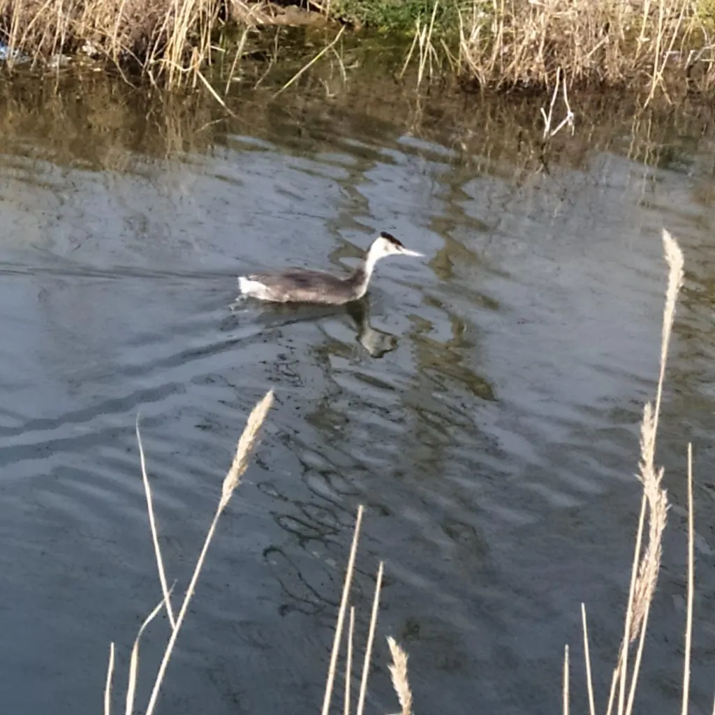 Чайная беседка