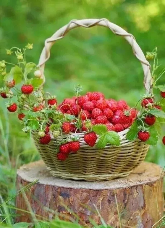 Кафе «У пани Сони»