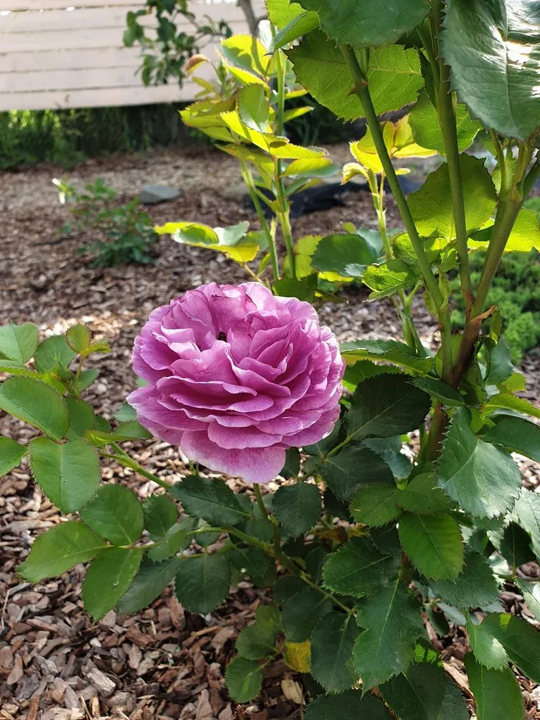 Чайная беседка