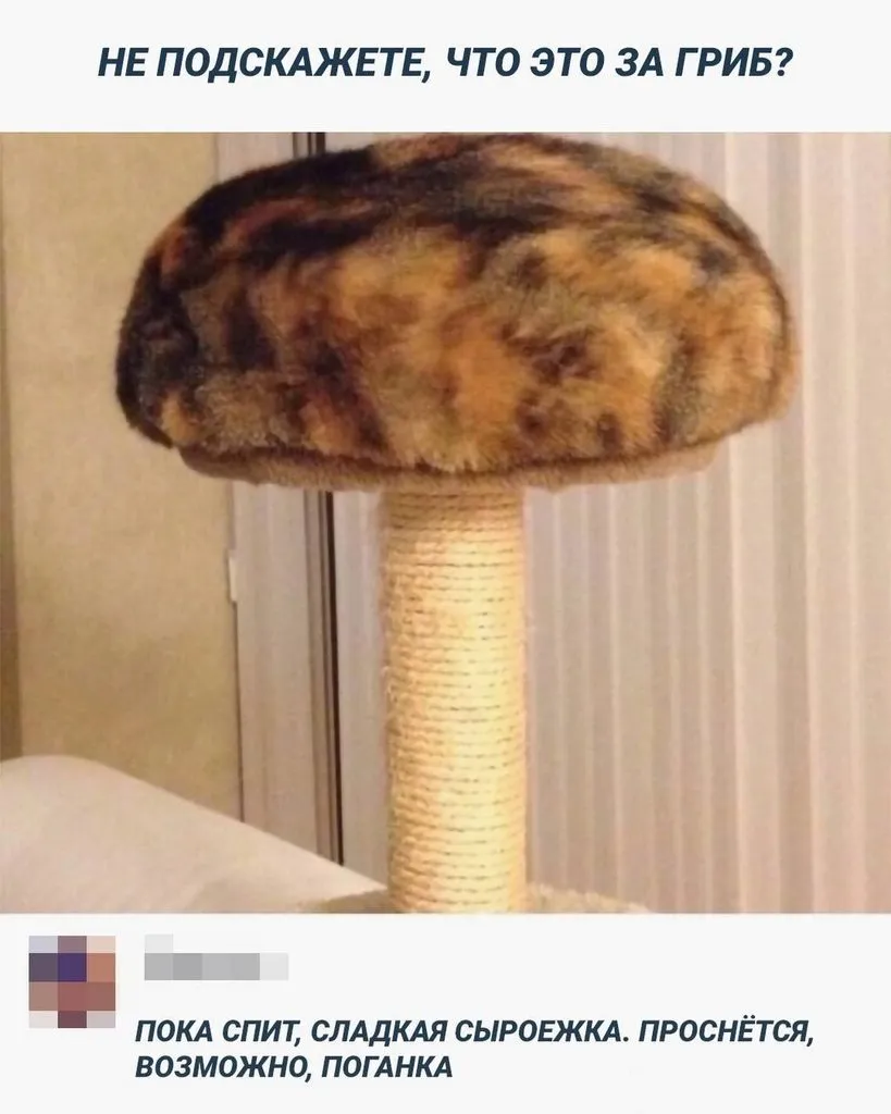 Кошичкина полиция