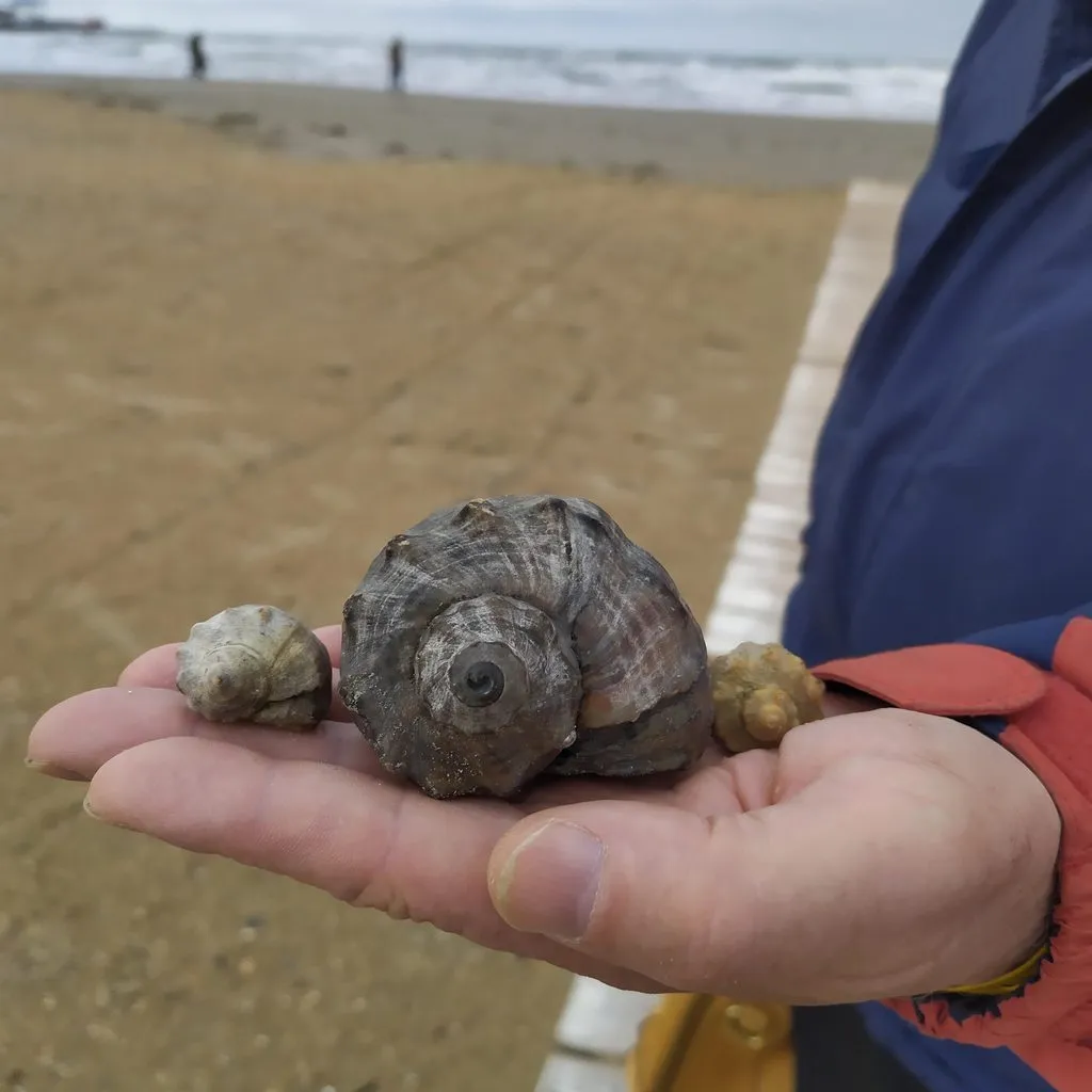 Чайная беседка