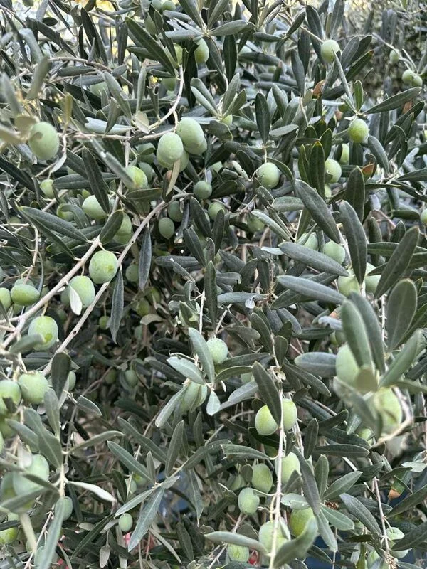 Фотонастроение