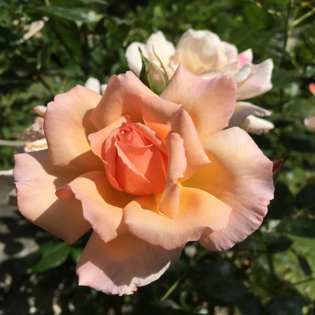 Чайная беседка