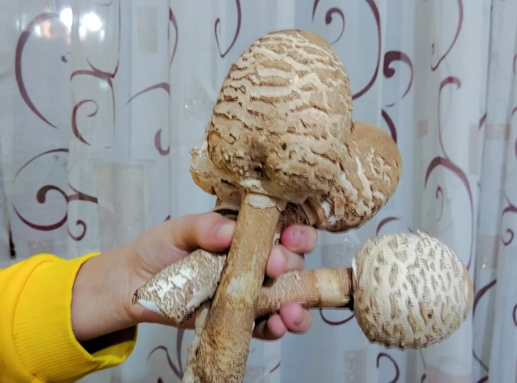 По грибы с лукошком