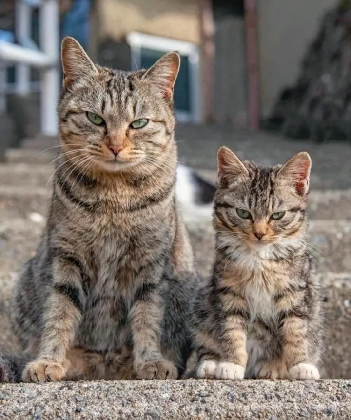 Кошичкина полиция