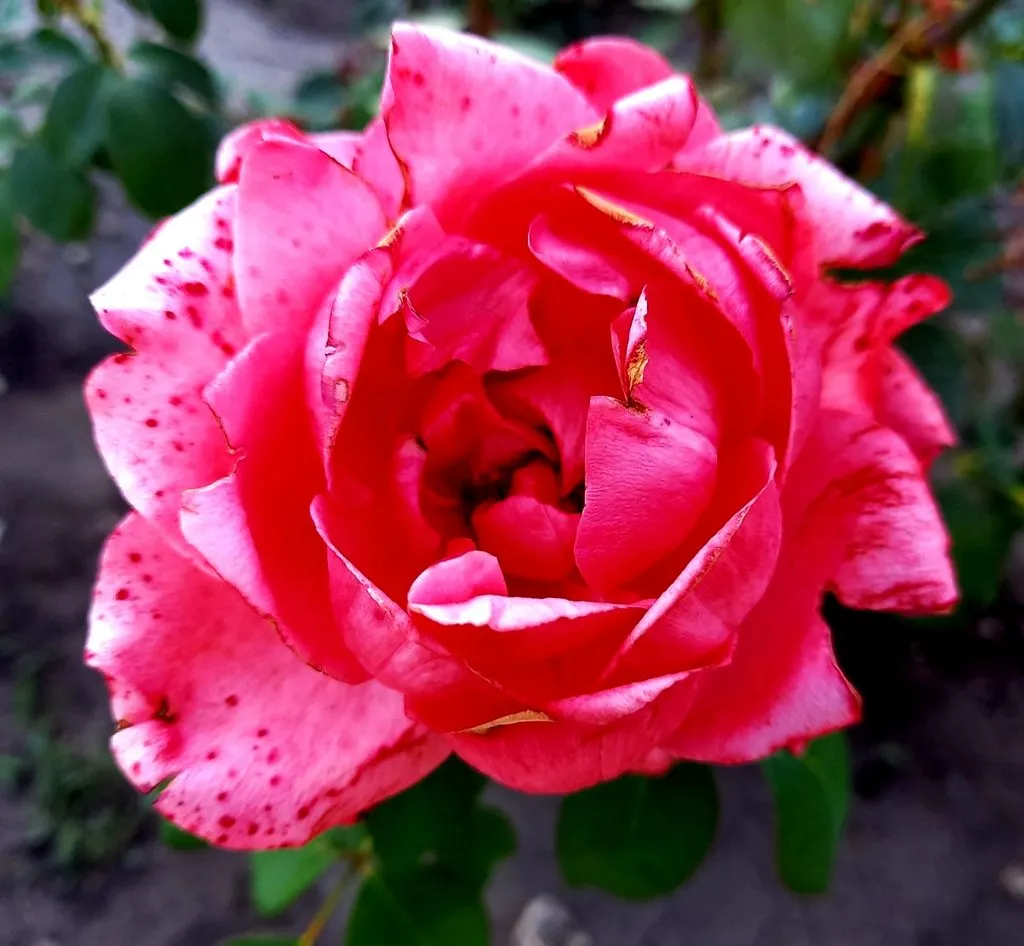 Чайная беседка