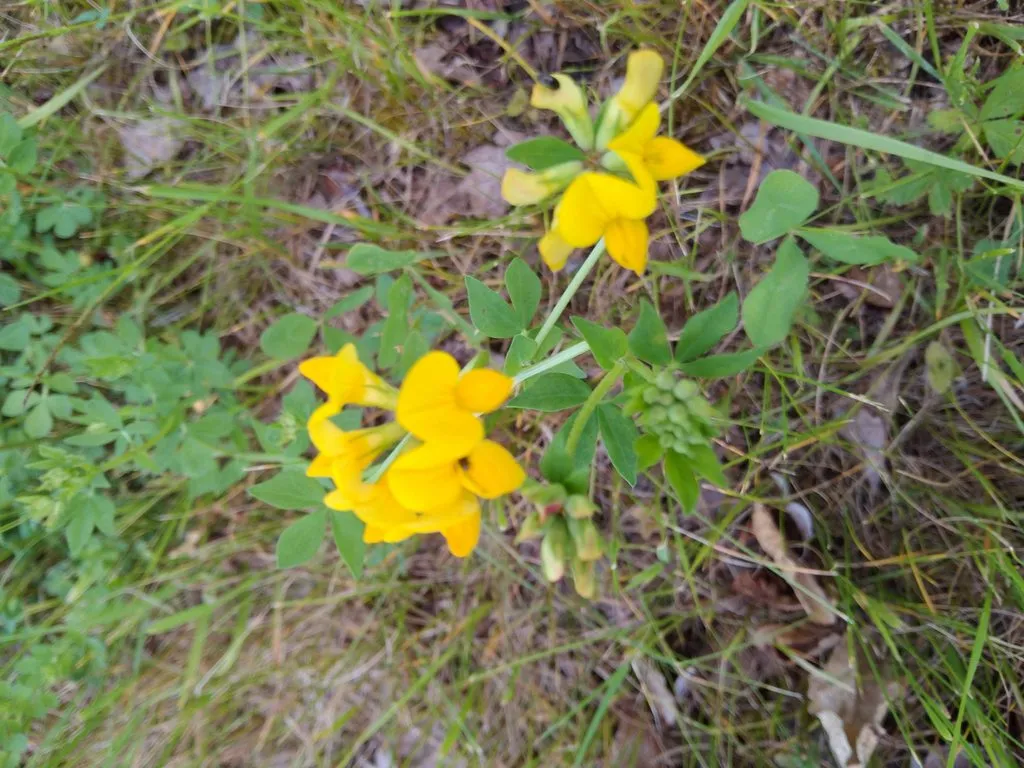 Чайная беседка