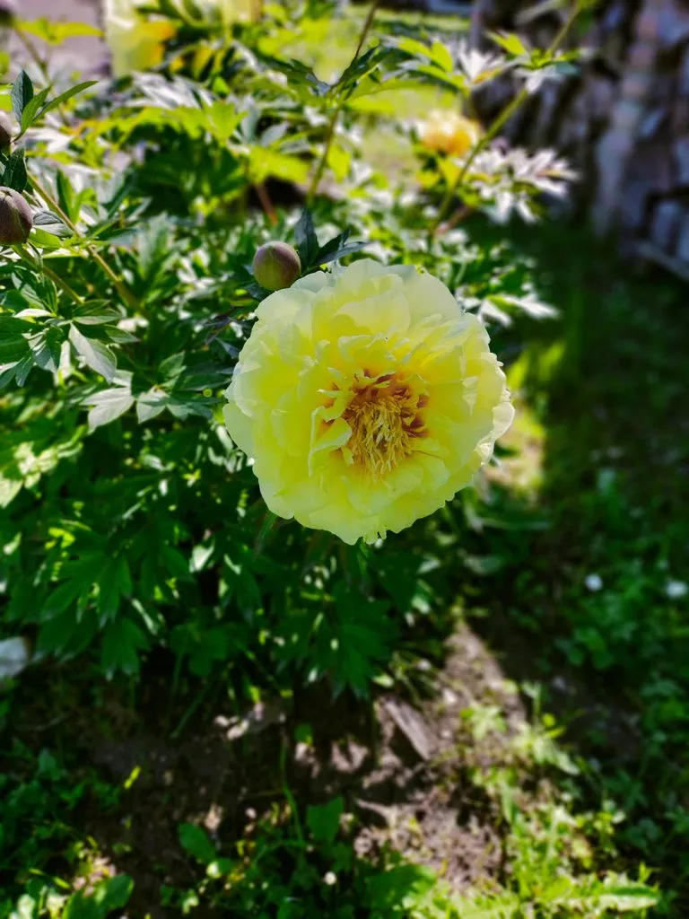 Чайная беседка