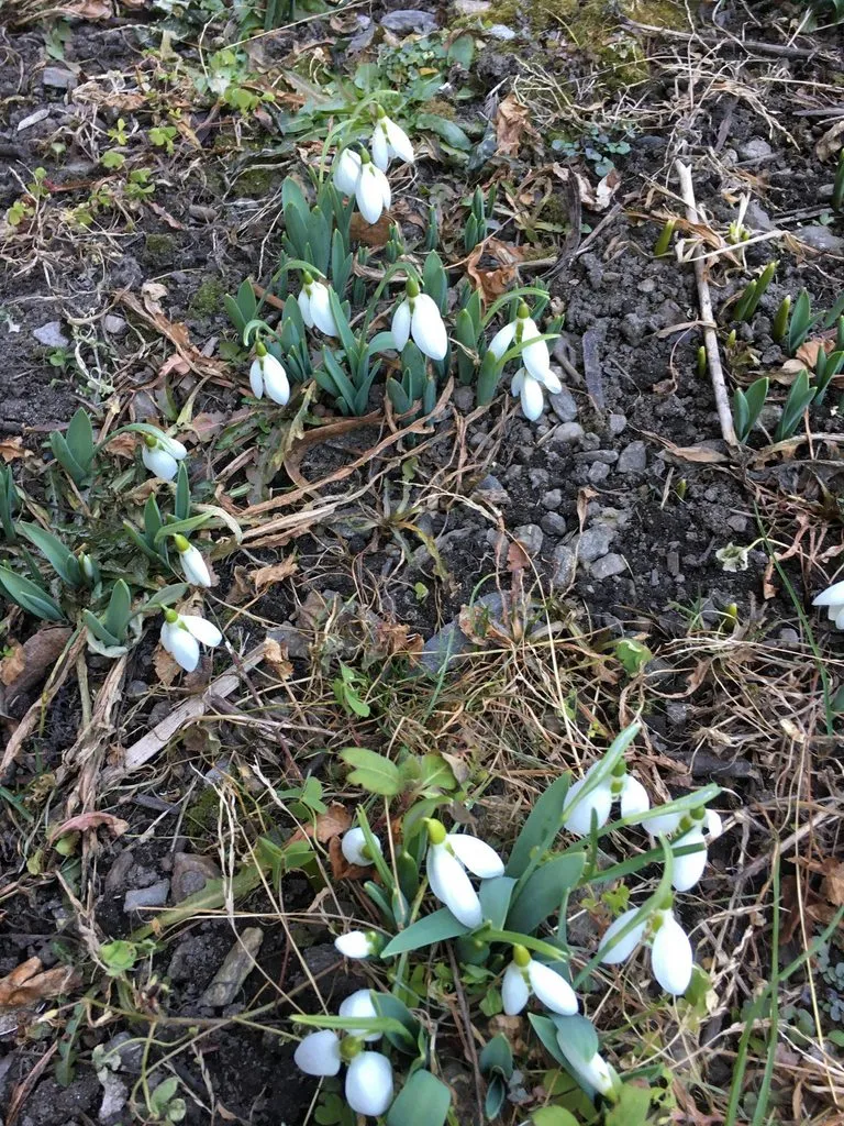 Чайная беседка