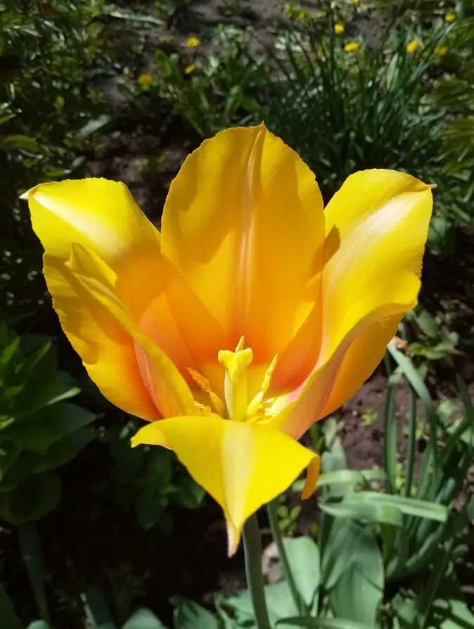 Чайная беседка