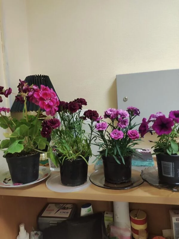 Чайная беседка