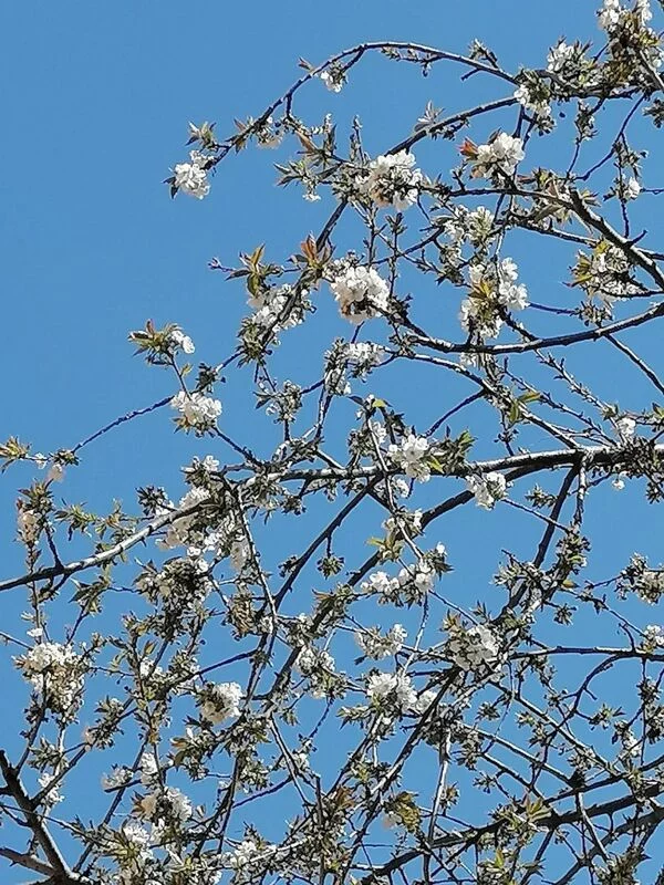 Чайная беседка