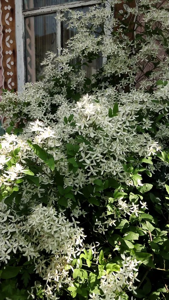Кафе «У пани Сони»