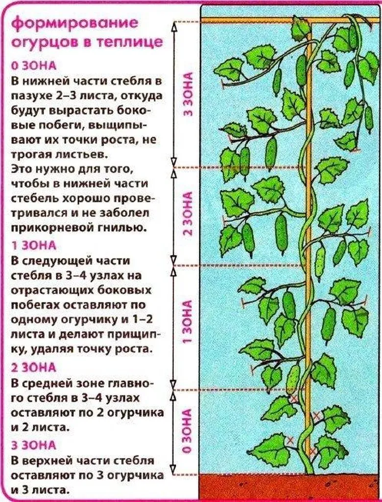 Садово-огородная  инфографика