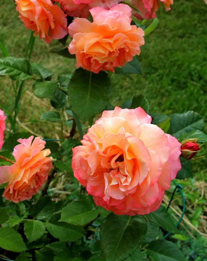 Чайная беседка