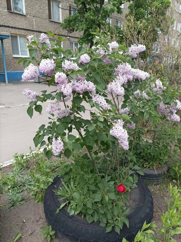 Чайная беседка