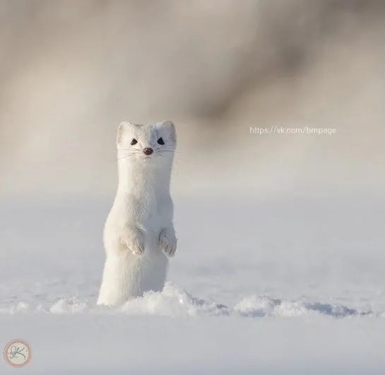 Эти забавные животные