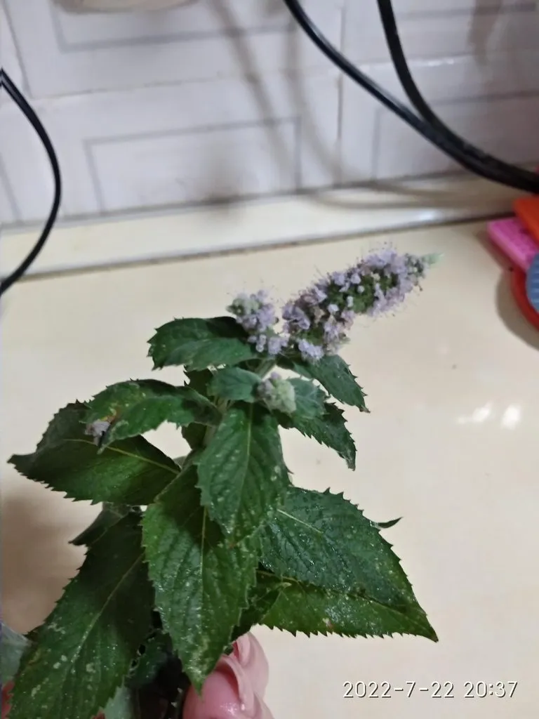 Кафе «У пани Сони»