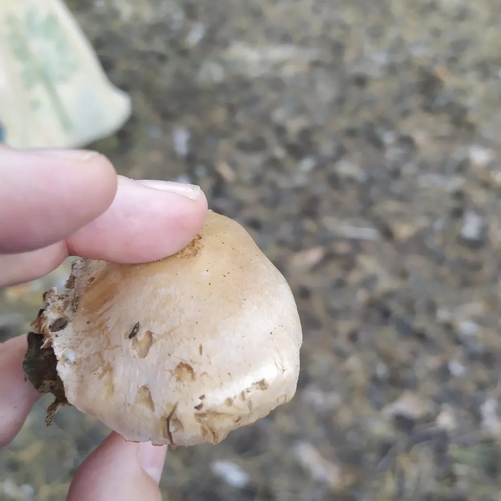 По грибы с лукошком