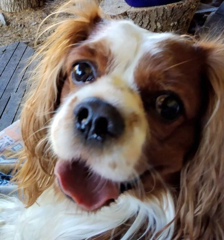 Чайная беседка