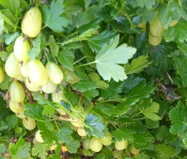 Желе ягодное натуральное (горячий способ)
