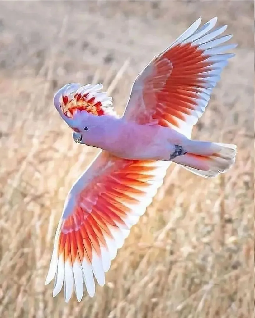 Эти забавные животные