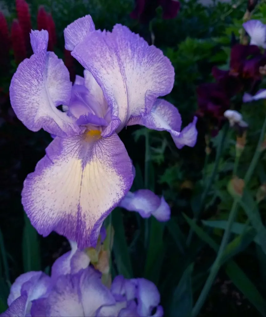 Чайная беседка