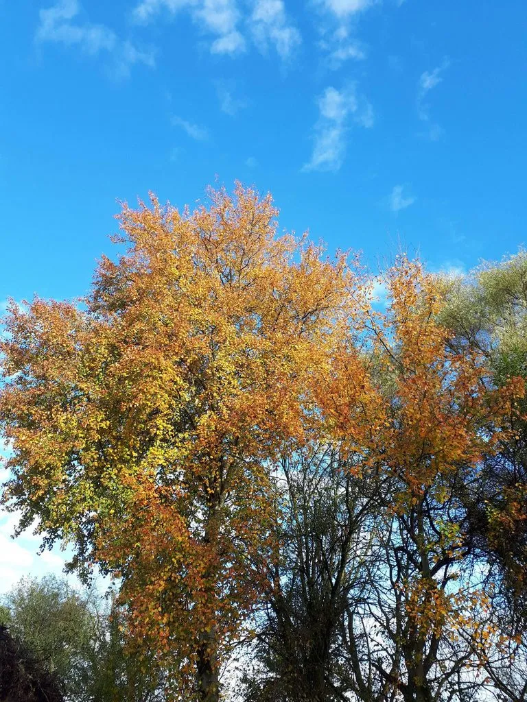 Чайная беседка