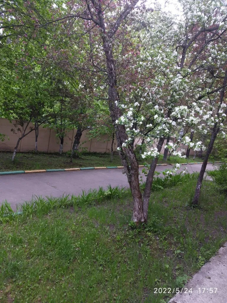 Чайная беседка