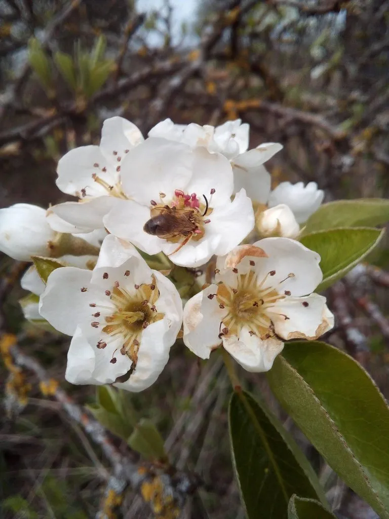 Чайная беседка