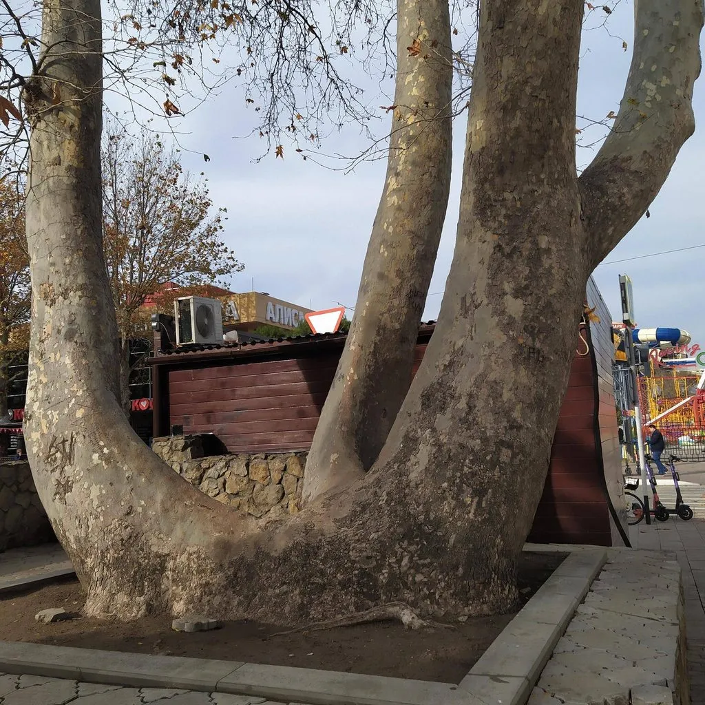 Чайная беседка