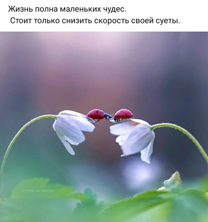 Tapтaлeтки & Ко