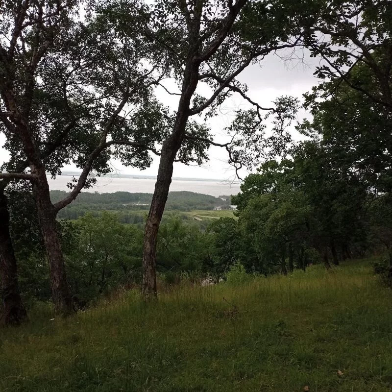 Флора