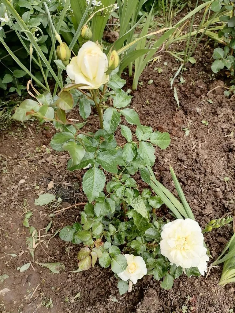 Флора