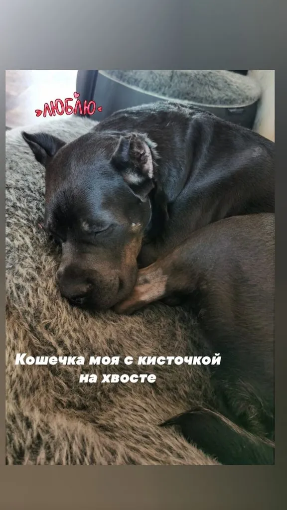 Человек собаке друг!!!