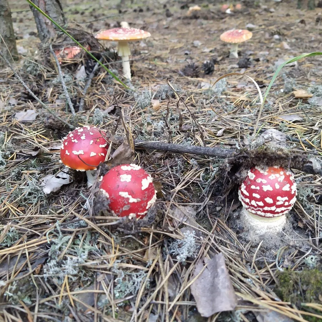 Чайная беседка